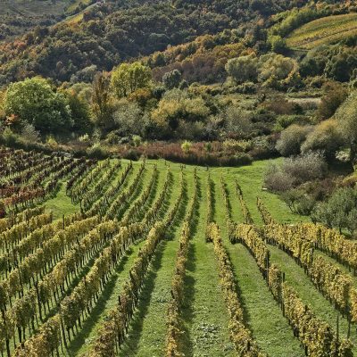 Green vineyard terraces on the Plešivica hills near Zagreb
