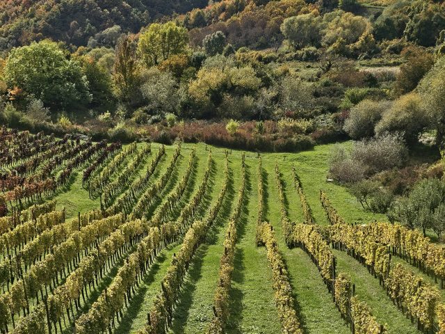 Vineyard terraces on Plešivica.