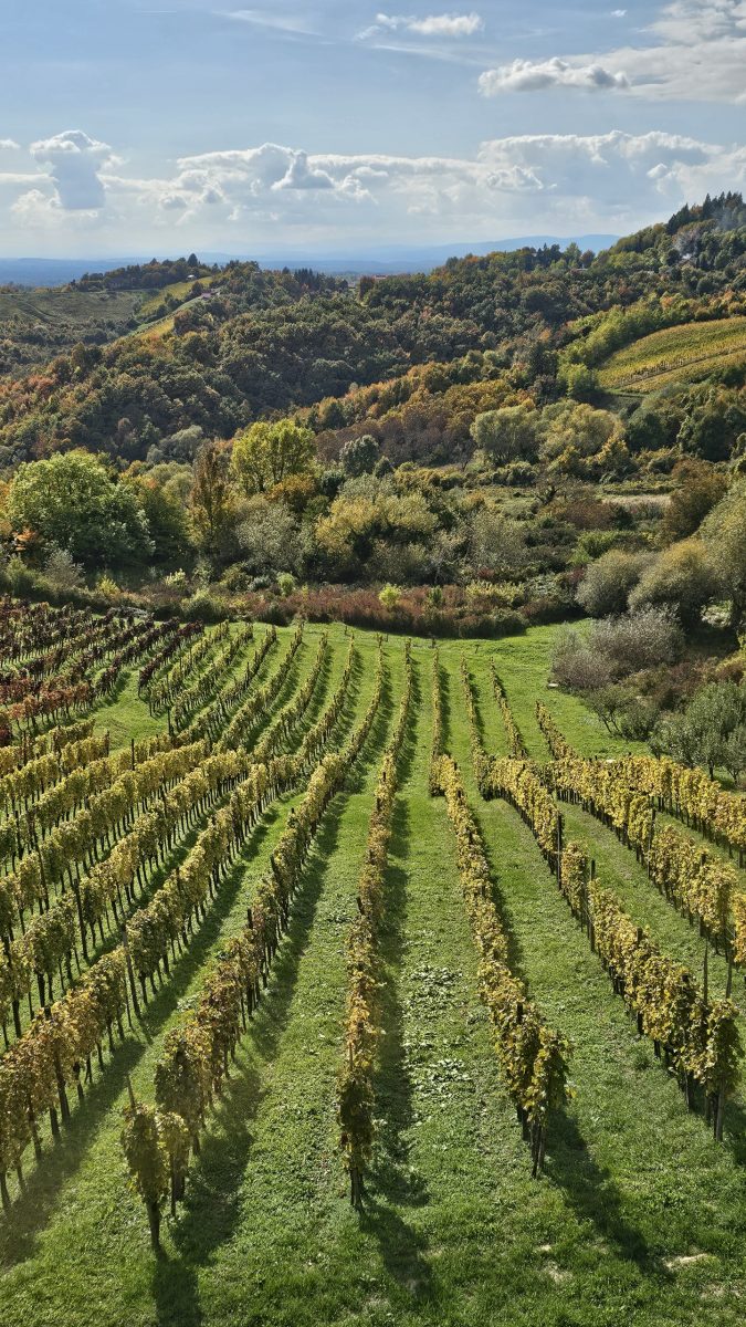 Green vineyard terraces on the Plešivica hills near Zagreb