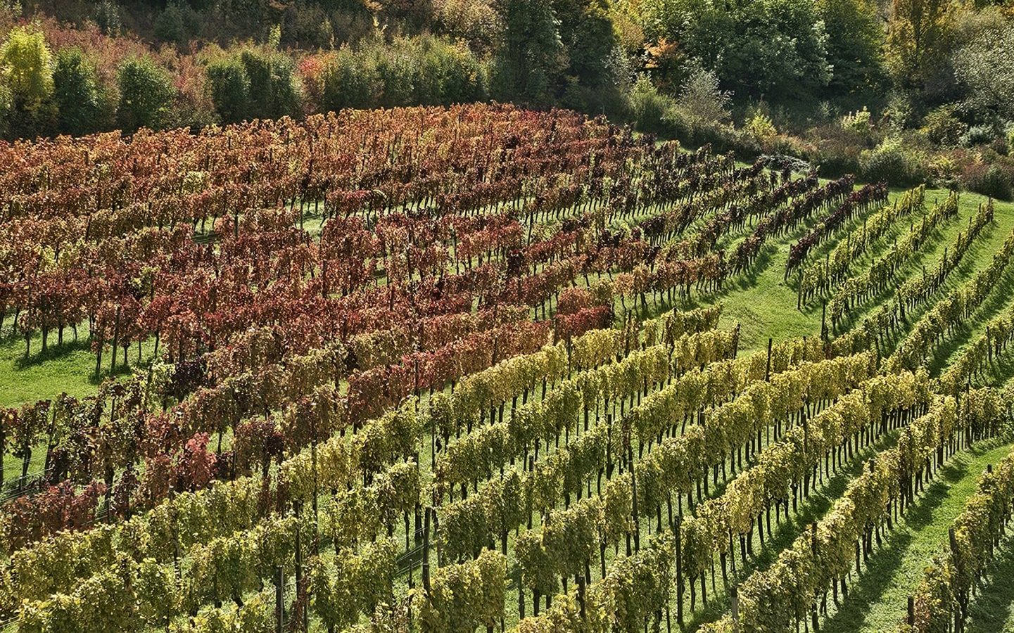 Autumn vineyards on the Plešivica wine road near Zagreb