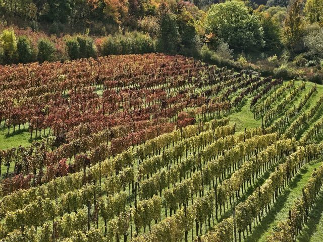 Autumn colours over the Plešivica vineyards.