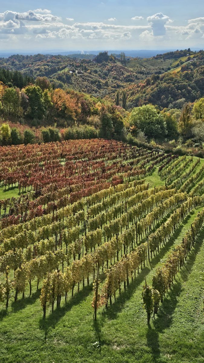 Autumn vineyards on the Plešivica wine road near Zagreb