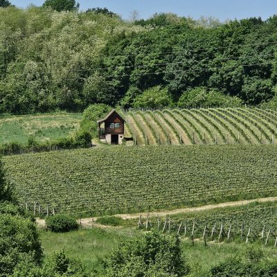 A small hut among the vineyards of the Zagreb wine country