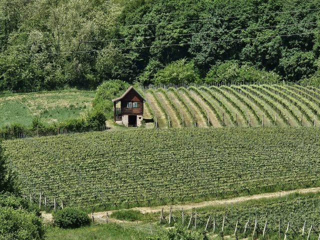 A vineyard hut in the Zagreb wine country.